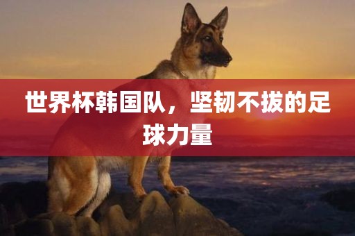 世界杯韩国队，坚韧不拔的足球力量