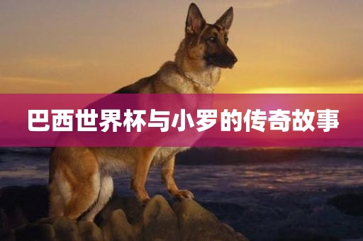 巴西世界杯与小罗的传奇故事洪湖市顺升工程机械租赁有限公司