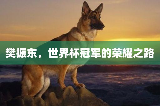 樊振东，世界杯冠军的荣耀之路