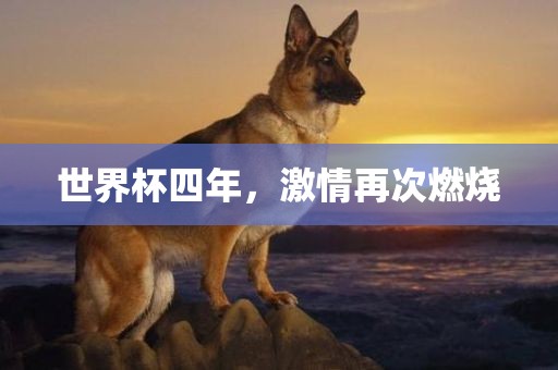 世界杯四年，激情再次燃烧洪湖市顺升工程机械租赁有限公司